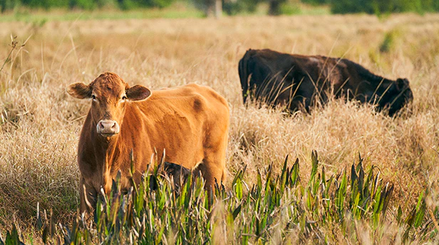 Japońska krowa na mięso Kobe Wagyu stojąca w wysokiej trawie na zboczu wzniesienia — Alesmakosz.pl